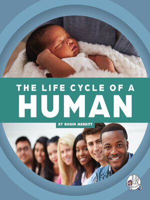 cover image of The Life Cycle of a Human
